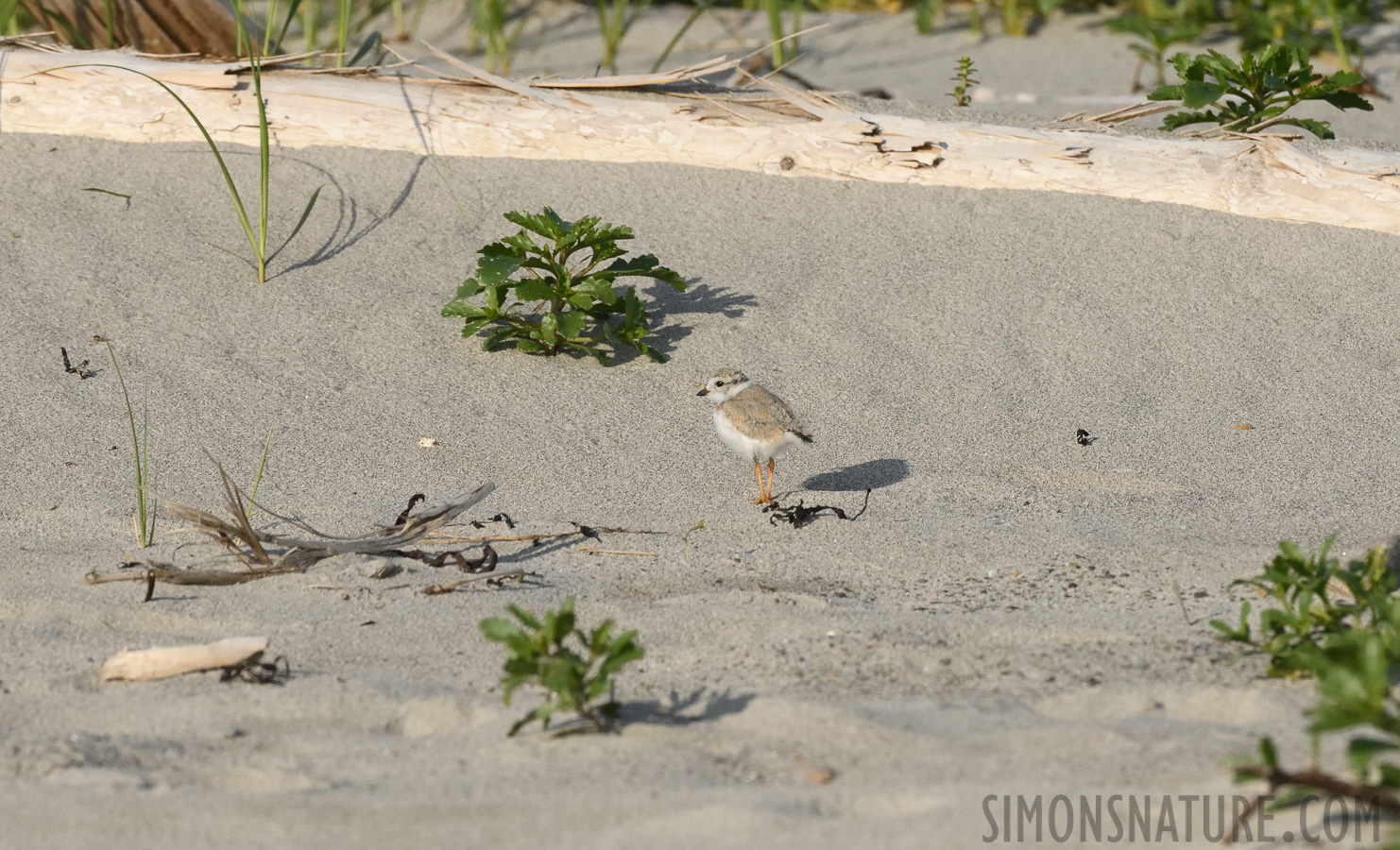 Charadrius melodus [400 mm, 1/6400 sec at f / 8.0, ISO 1600]